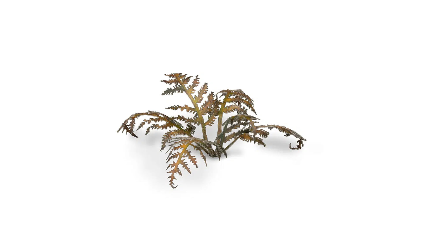 Dry Bracken
