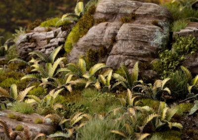 Deer Fern