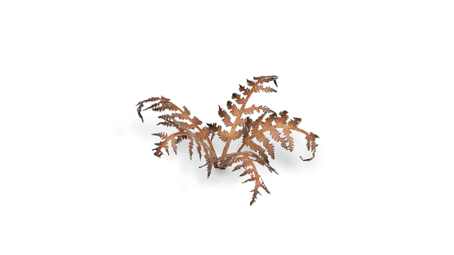 Dry Bracken