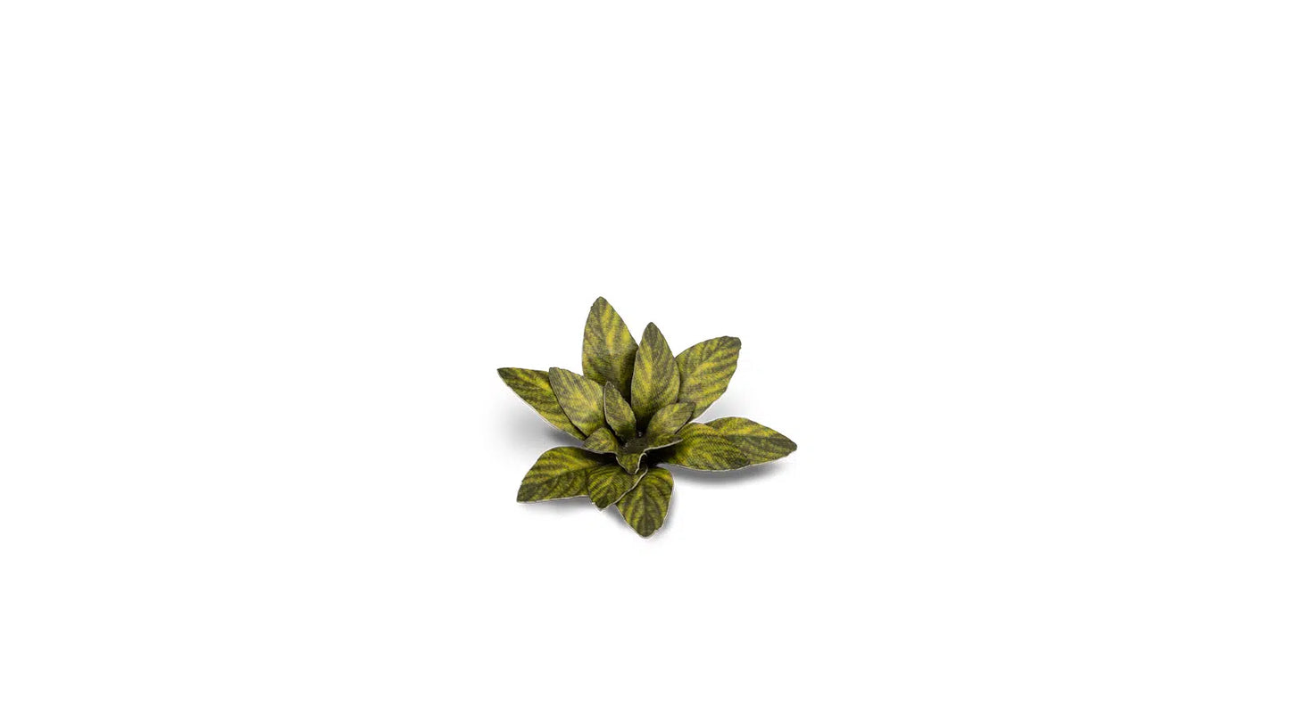 Dumb Cane
