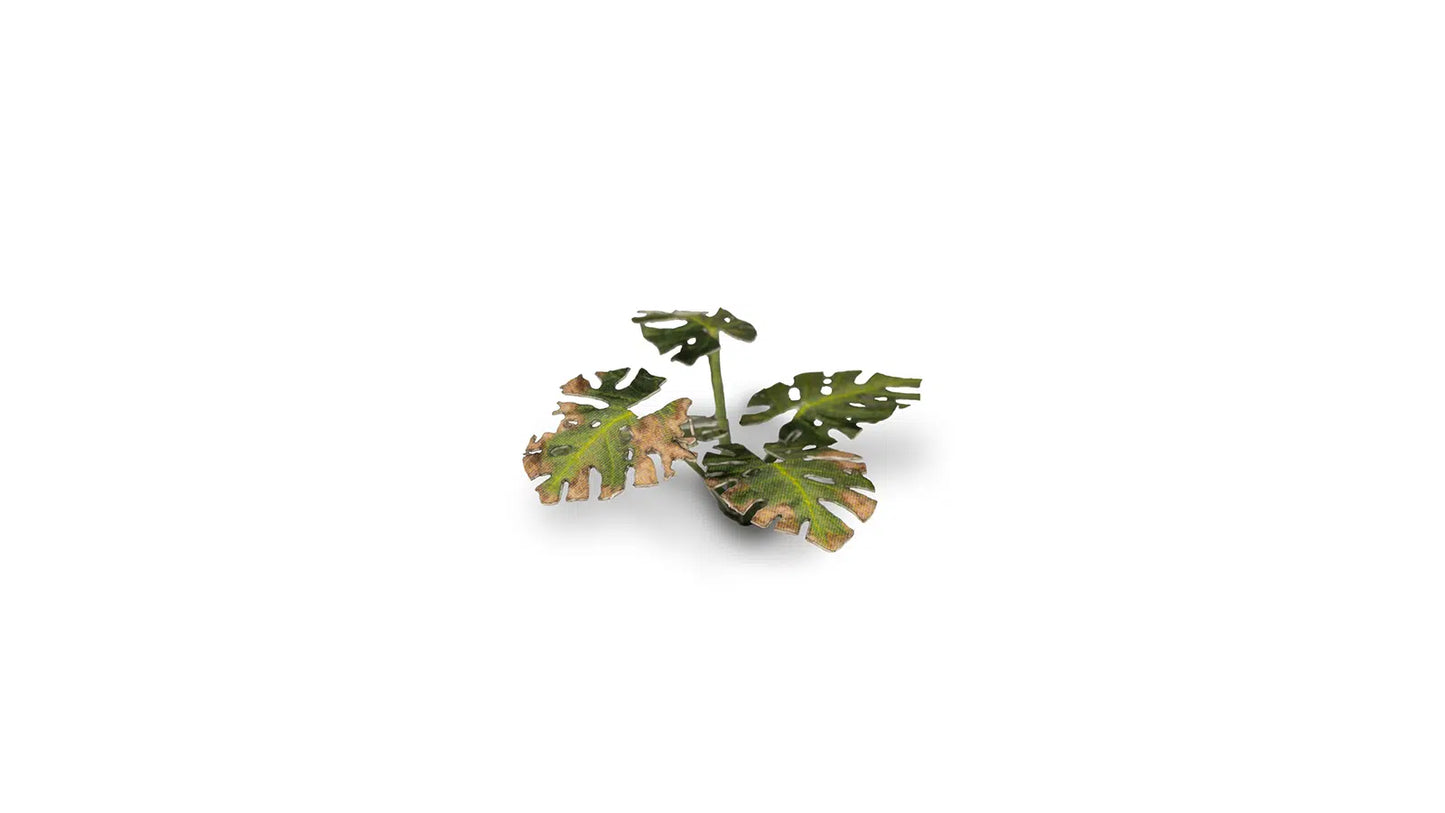 Monstera